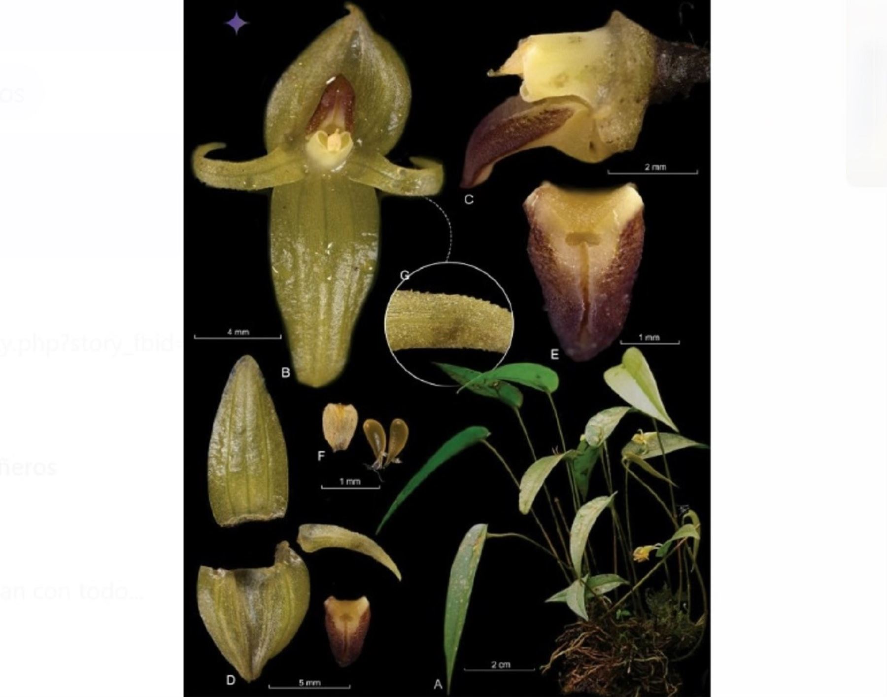 Una joya escondida en los bosques del Perú: descubren una nueva especie de orquídea